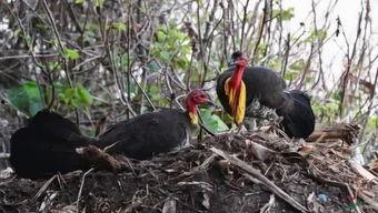 吃瓜小能手csz,揭秘娱乐圈幕后故事