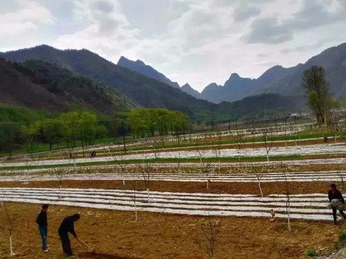 康县豆坝捷亚村头条,探索乡村振兴的豆坝模式