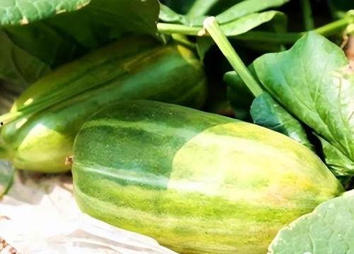 秋天吃的什么瓜,秋季瓜果盛宴