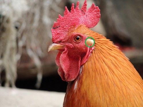 网红小鸡基地在哪里,探寻萌宠乐园的神秘魅力