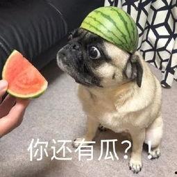 我的吃瓜队友,揭秘吃瓜队友背后的惊人真相