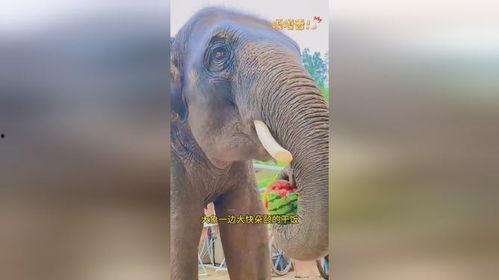 吃瓜的大象视频,一场趣味横生的视觉盛宴