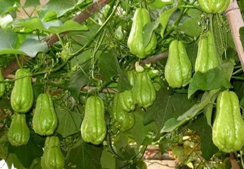 佛手瓜吃哪里,探寻最佳食用部位