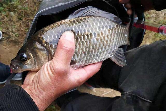 鲫瓜老师女徒弟,传承与创新的艺术之旅