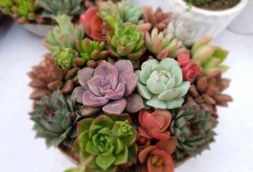 网红围脖多肉怎么养,轻松打造美丽多肉花园