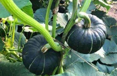 看网红吃瓜视频,揭秘娱乐圈幕后真相