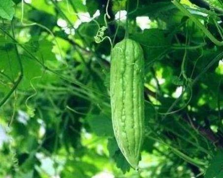 一瓜两吃之苦瓜,苦瓜的多样美味探索