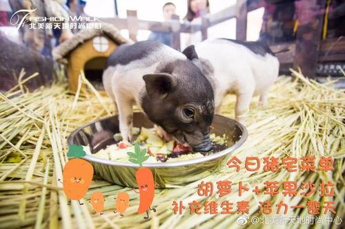 网红猪狗,跨界萌宠的爆红之路