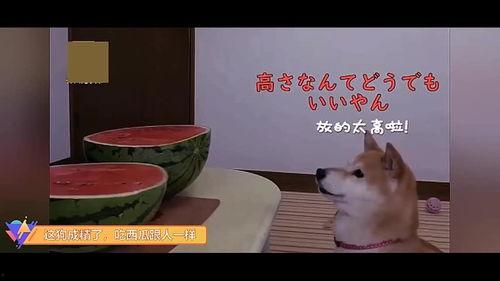 梦见喂狗吃瓜