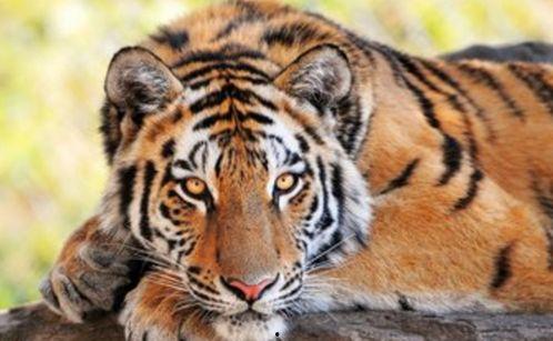 老虎吃瓜兜风原视频,一场意想不到的森林奇遇