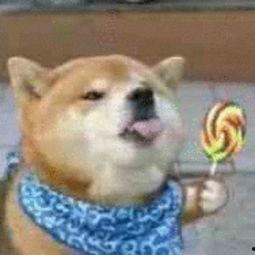 男生爱用吃瓜狗头表情,男生热爱的吃瓜狗头表情解析