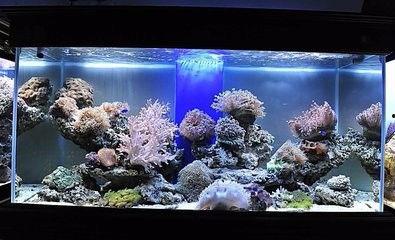 明星和鱼缸图片,明星与鱼缸的和谐邂逅