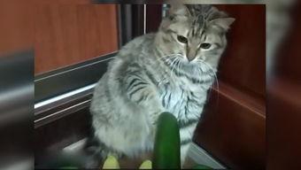 嚣张的猫吃瓜,揭秘娱乐圈幕后风云