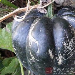 吃方瓜对胃好吗,吃方瓜对胃部健康的益处解析