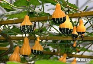 章老师用 瓜,演绎趣味盎然的教育故事