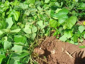 什么土瓜可以炒菜吃,家常美味，营养丰富的健康选择