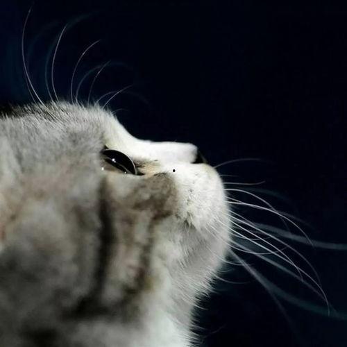 娱乐吃瓜君猫